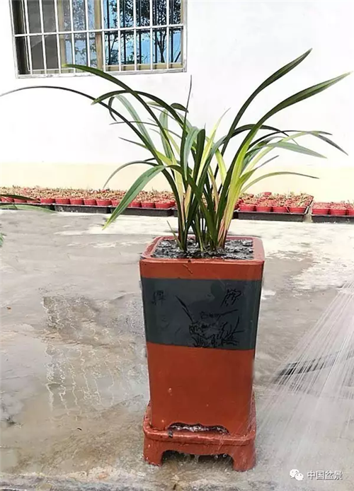 養花卉盆景加入木炭和松針土不爛根