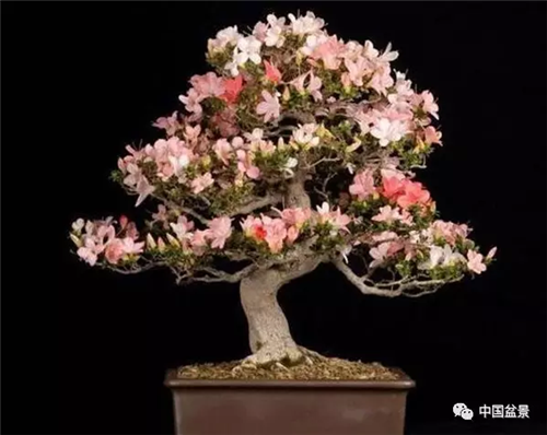 養花卉盆景加入木炭和松針土不爛根