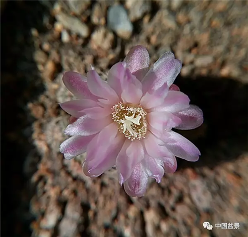 養花卉盆景加入木炭和松針土不爛根