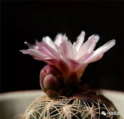 養花卉盆景加入木炭和松針土不爛根