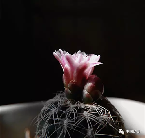 養花卉盆景加入木炭和松針土不爛根