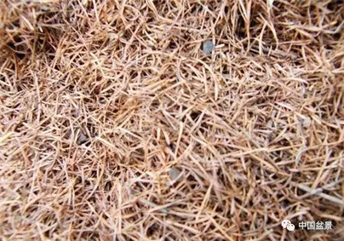 養花卉盆景加入木炭和松針土不爛根