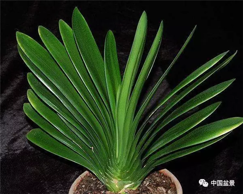 養花卉盆景加入木炭和松針土不爛根