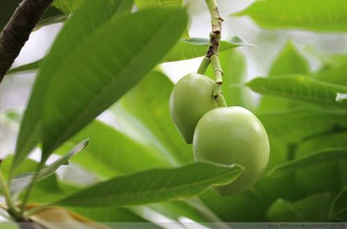 4種有毒危險的植物千萬不要輕易觸摸