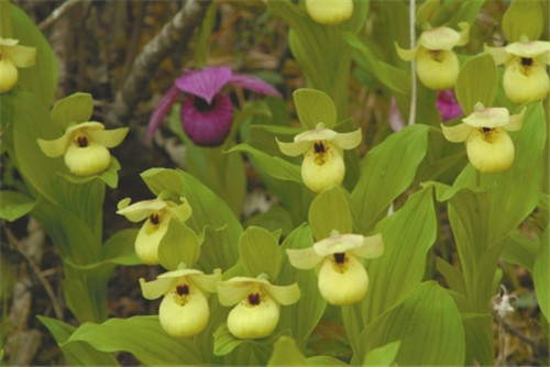 中國植物學家花20年追尋植物學威爾遜足跡