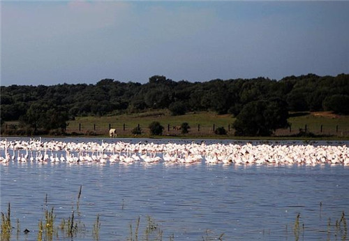 西班牙世外桃源——多南那國家公園