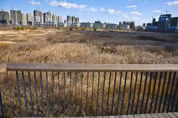 國內雨水花園實踐：黑龍江群力雨水花園
