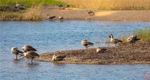 扎龍濕地自然保護區入選黑龍江十大濕地