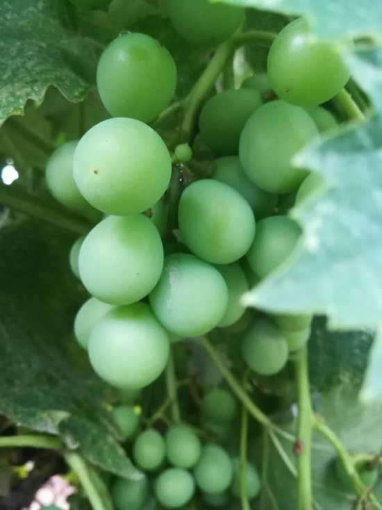 河南省西峽縣五味子葡萄樹 引科學(xué)界關(guān)注