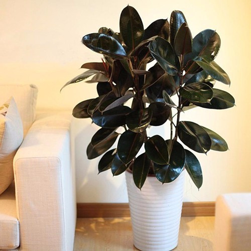 炎炎夏日扦插這幾種植物生根快而且能爆盆