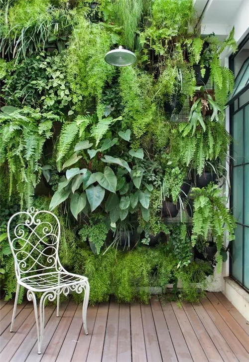迷人的室內綠墻 將花園搬到室內