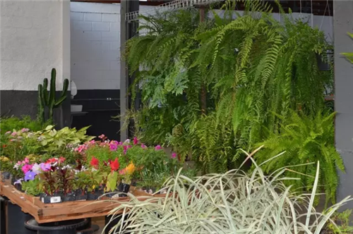 迷人的室內綠墻 將花園搬到室內