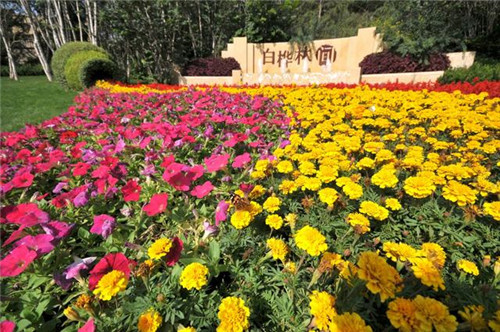 陜西西安打造靚麗新北城 市民點贊立體綠化