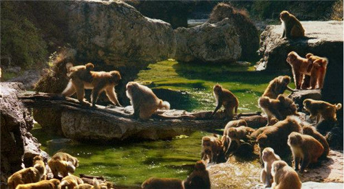 山西動(dòng)植物資源寶庫(kù)——晉城蟒河