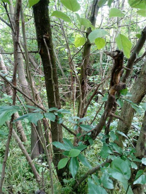 濟南南部山區的珍貴樹種介紹——柘木