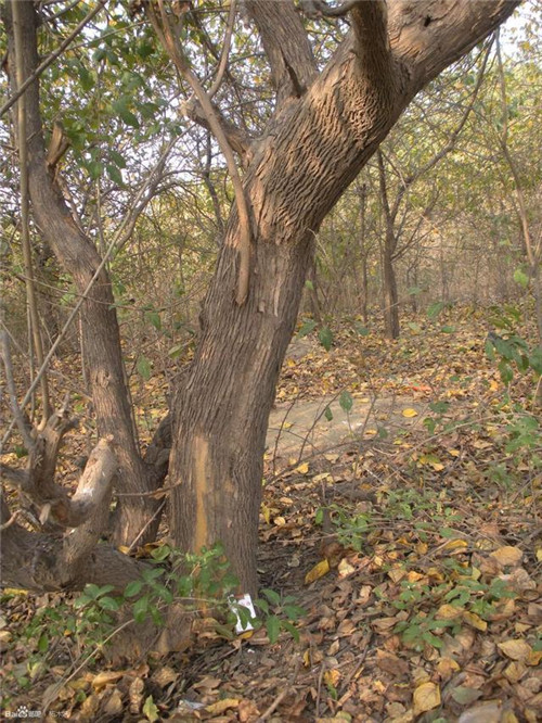 濟南南部山區的珍貴樹種介紹——柘木