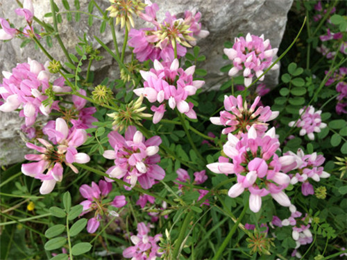 邊坡綠化對植物的選擇原則