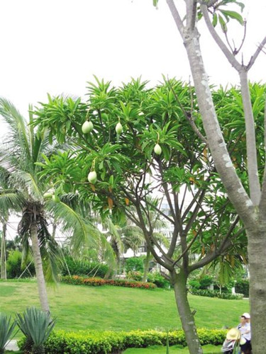 評論:“毒樹”當景觀是可怕的面子工程