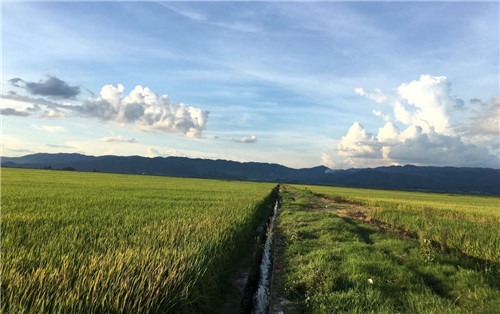 植保無人機效率這么高 為何農民難接受?