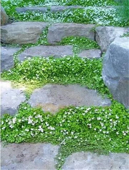 景觀設計:石頭縫里的景觀