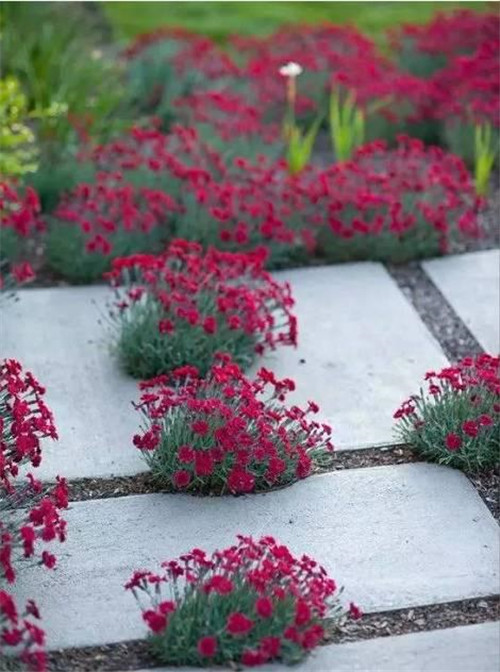 景觀設(shè)計(jì)：石頭縫里的景觀