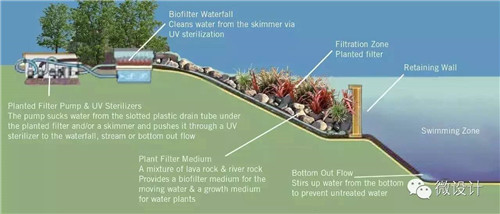 Natural swimming pool　打造夏日生態(tài)泳池