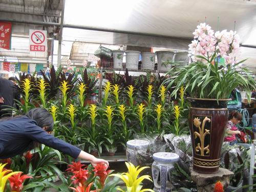 淡季不淡 烏魯木齊花卉市場(chǎng)品種豐富市場(chǎng)平穩(wěn)