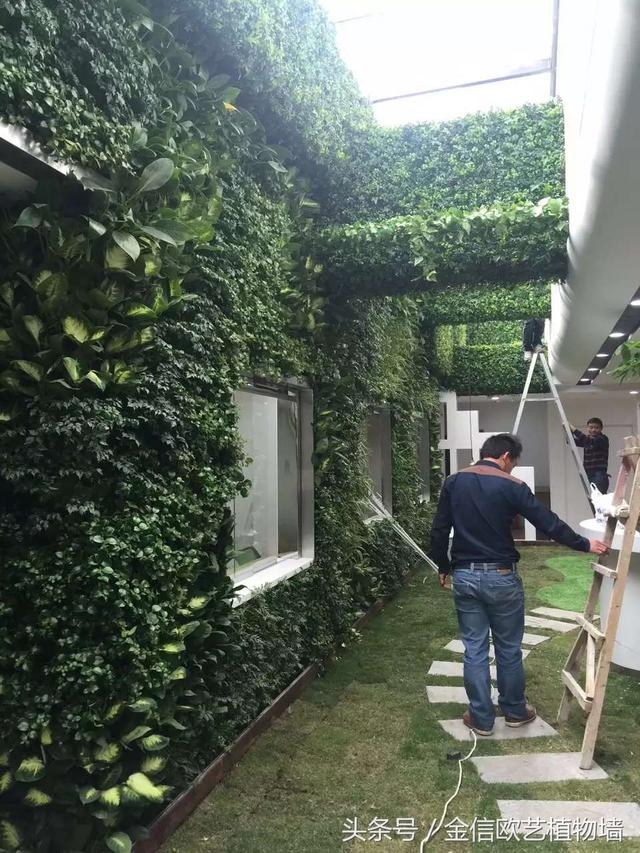 植物墻如何給城市降溫，遏制熱島效應呢？