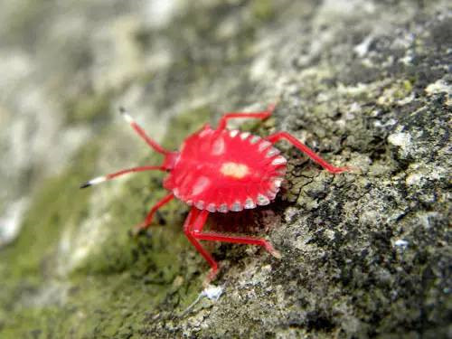 這些園林植物的守護(hù)神，請別傷害它們！