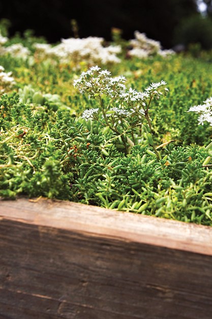 綠色屋頂美學(xué)觀念的轉(zhuǎn)變及其實(shí)踐