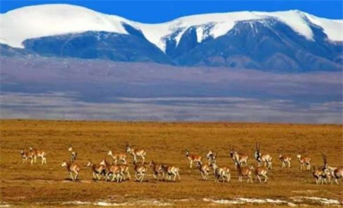 馬未都：我為鼓浪嶼的申遺盡了綿薄之力