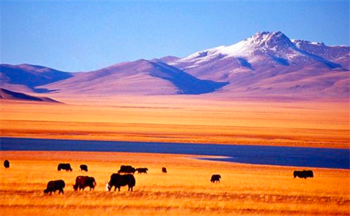 馬未都：我為鼓浪嶼的申遺盡了綿薄之力