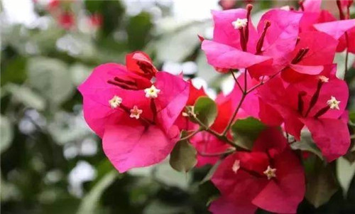 這些曬不死的花卉最適合夏天養