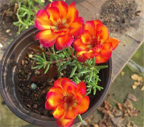 這些曬不死的花卉最適合夏天養