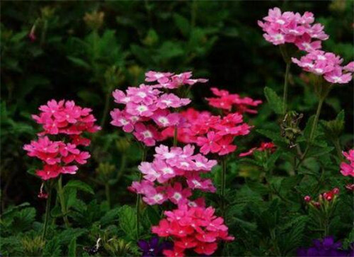 這些曬不死的花卉最適合夏天養