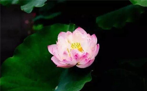 這些曬不死的花卉最適合夏天養