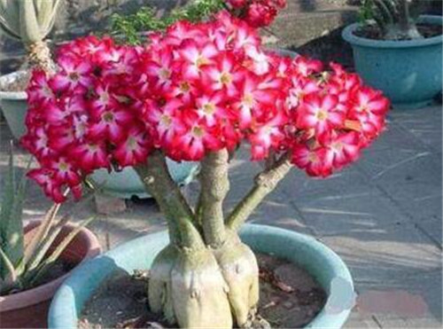 這些曬不死的花卉最適合夏天養