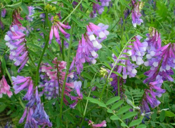 植物其實也有“記憶力