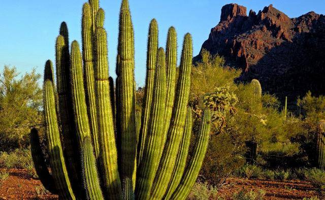 植物其實也有“記憶力