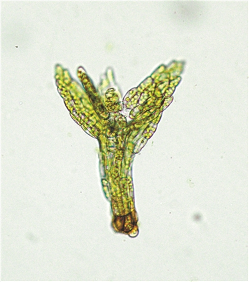 張力30年專注研究植物王國的“小矮人”