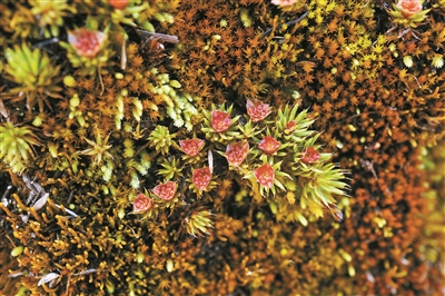 張力30年專注研究植物王國的“小矮人”