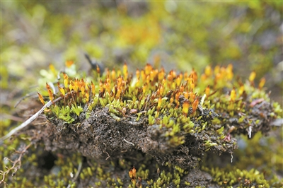 張力30年專注研究植物王國的“小矮人”