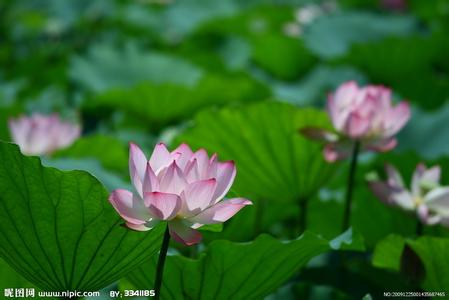 荷花的栽培技術