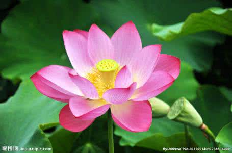 荷花的栽培技術