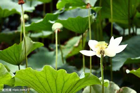 荷花的栽培技術