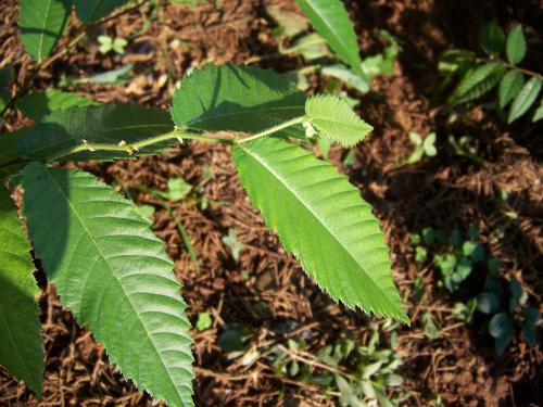 鷹潭：陽際峰發現國家Ⅱ級保護植物——長序榆種群