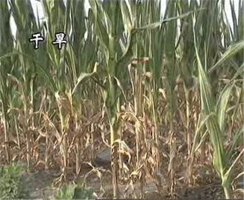 植物應答干旱脅迫新路徑被揭示