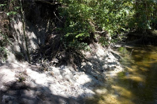 研究破解亞馬遜生物多樣性的謎團