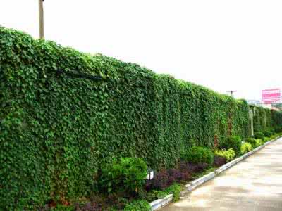 垂直綠化新技術