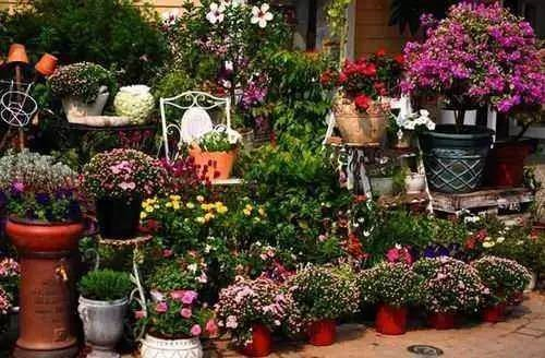 花卉特色小鎮:形成產業鏈尤為重要